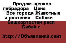 Продам щенков лабрадора › Цена ­ 20 000 - Все города Животные и растения » Собаки   . Башкортостан респ.,Сибай г.